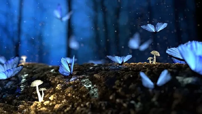 Blue butterflies and small mushrooms in wood. Photo.