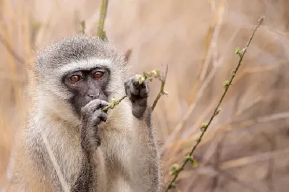Small monkey holding a branch. Photo.
