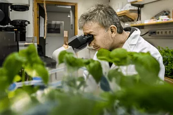 Man sitting in a lab using a microscope. Photo.