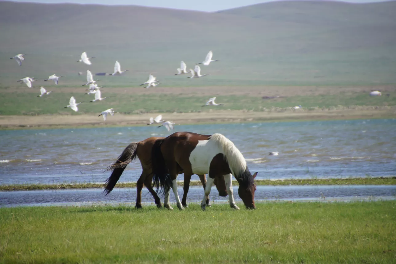 Horses and birds by a lake. Photo.