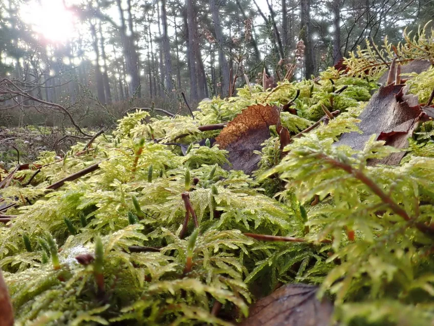 Moss in woods. Photo.