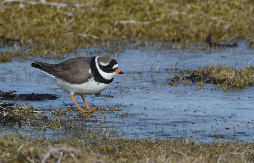 A bird, Ringed plover, standing in water. Photo.
