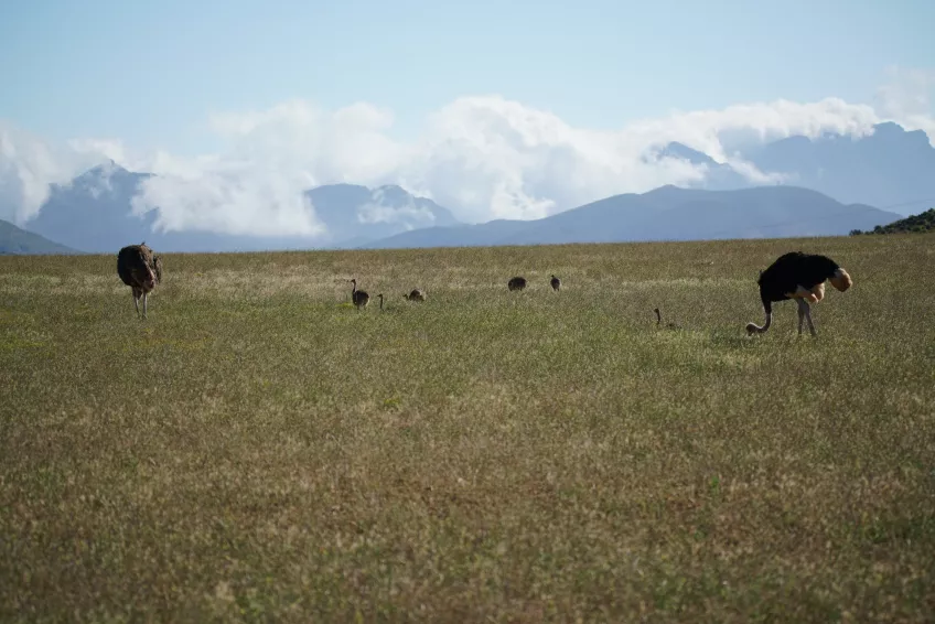 Ostrichs in a field with mountains behind. Photo.