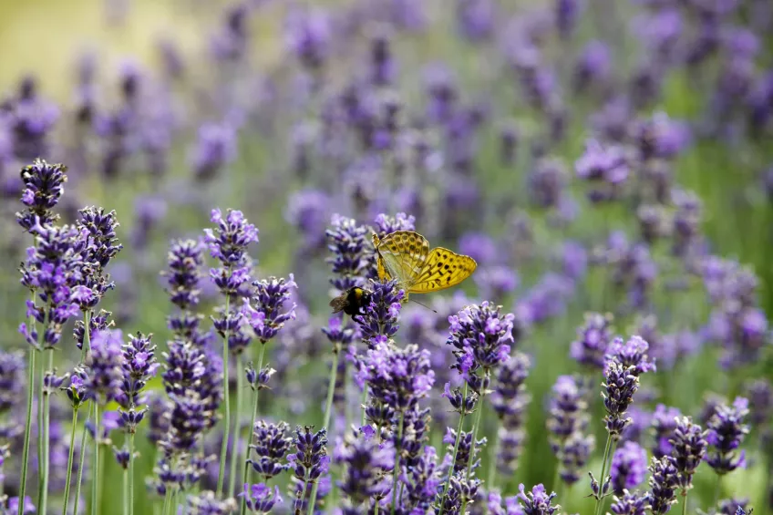 Butterfly in a field of lavender. Photo.