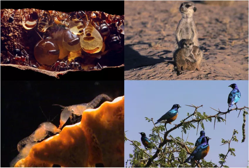 Bigheaded ants, meerkats, snapping shrimps and superb starlings. Photo.