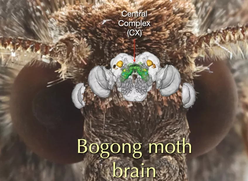 Bogong moth brain.